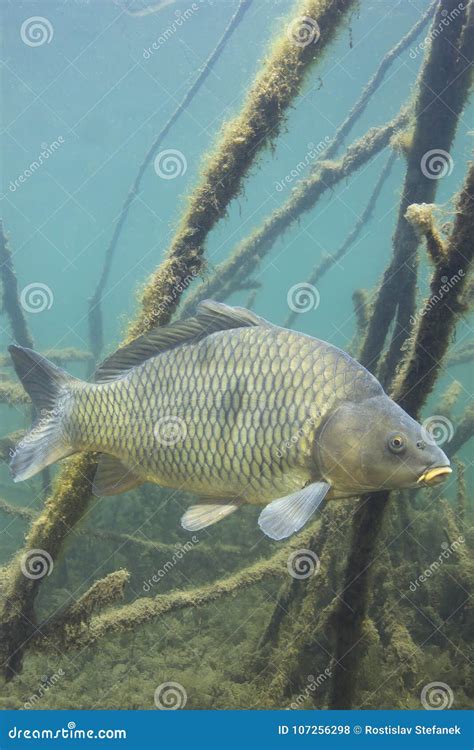 Cyprinus carpio, Common carp : fisheries, aquaculture  .